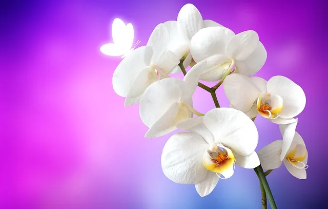 orchidea