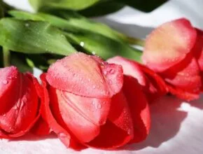 piros tulipán
