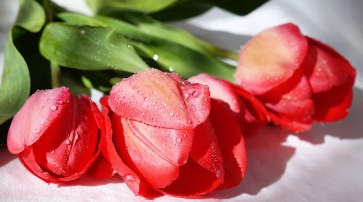 piros tulipán